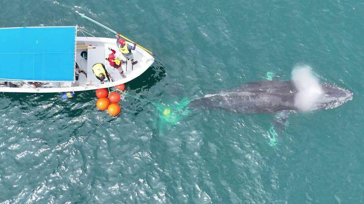 rescatan ballena enmallada en la paz 1